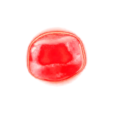 A Horse Jello&reg; gummy